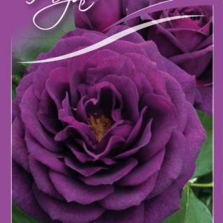 34.Роза Тъмно лилава Mysterieus