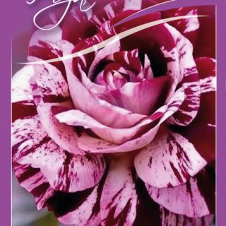 35.Роза New Imagine