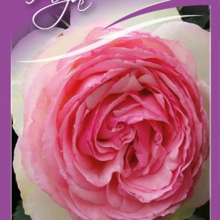 38.Роза БОЖУРОВИДНА Розова с бяло