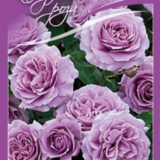 Лилава влачеща роза