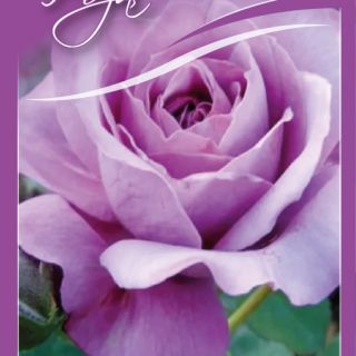 Лилава /пепел от роза/