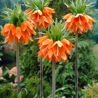 FRITILLARIA MIXED-3бр.