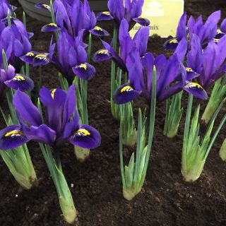 Iris Reticulata Purple Gem- 8бр