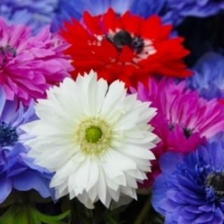 Anemone Cor. St. Brigid Mixed