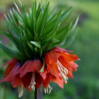 FRITILLARIA MIXED-3бр.
