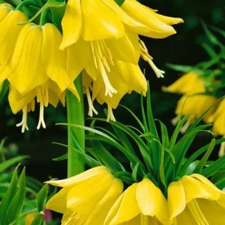 FRITILLARIA MIXED-3бр.