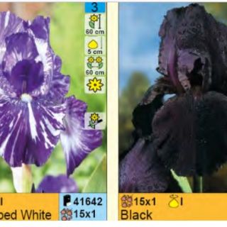 Шоубокс Iris GERMANICA А 4х15бр