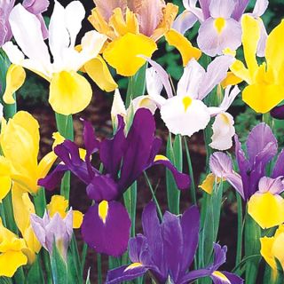 Dutch Iris Mixed - 10бр.