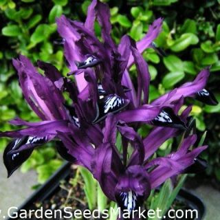 Iris Reticulata Purple Gem- 8бр