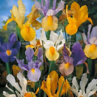 Dutch Iris Mixed - 10бр.