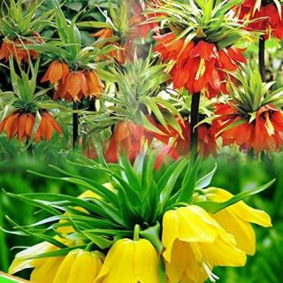FRITILLARIA MIXED-3бр.
