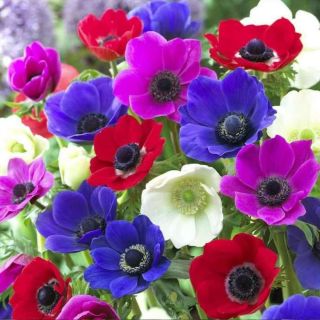 Anemone Cor. De Caen Mixed-10бр