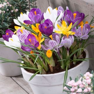 Минзухар Crocus Zonatus -1 бр