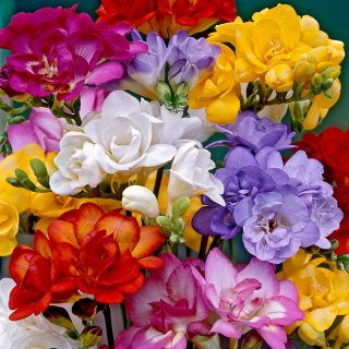 Freesia Single Mixed-10бр