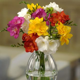 Freesia Single Mixed-10бр