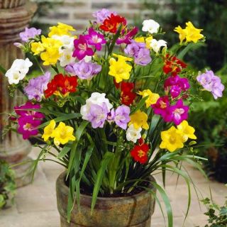 Freesia Single Mixed-10бр