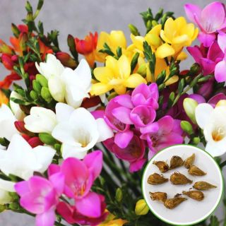 Freesia Single Mixed-10бр