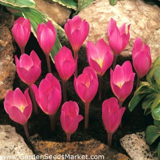 Минзухар Crocus Zonatus -1 бр