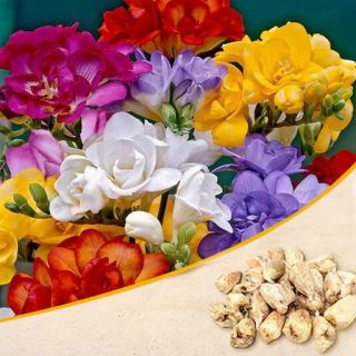 Freesia Single Mixed-10бр