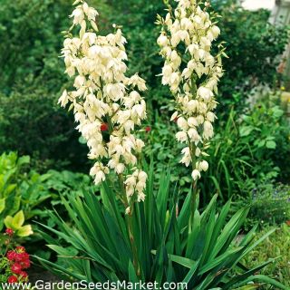 Yucca Filamentosa