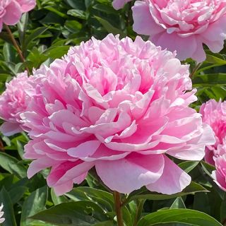 Божур/Paeonia PINK Taff