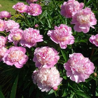 Божур/Paeonia PINK/WHITE Sorbet