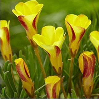 Oxalis Golden Cape -3бр.