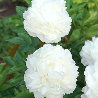 Божур/Paeonia WHITE Festiva Maxima