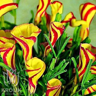Oxalis Golden Cape -3бр.