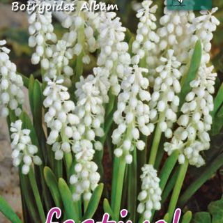 Muscari Botr. Album-8бр.