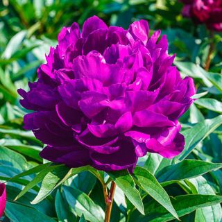 Божур/Paeonia PURPLE Victoire de la Marne