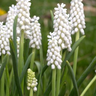 Muscari Botr. Album-8бр.