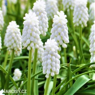 Muscari Botr. Album-8бр.