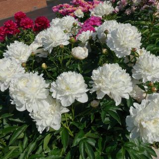 Божур/Paeonia WHITE Festiva Maxima