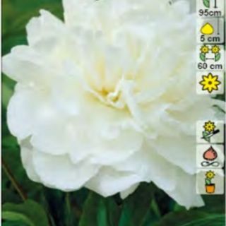 Божур/Paeonia WHITE Festiva Maxima