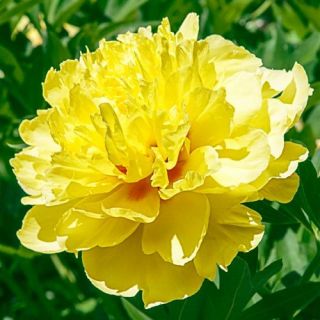 Божур/Paeonia YELLOW Laura Dessert