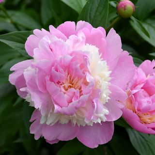 Божур/Paeonia PINK/WHITE Sorbet