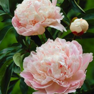 Божур/Paeonia PINK/WHITE Sorbet