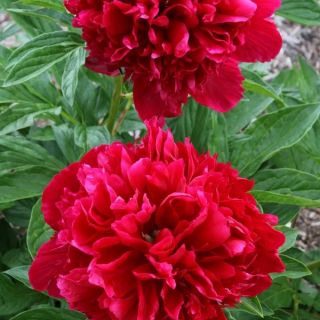 Божур/Paeonia RED Paul m Wild