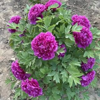 Божур/Paeonia PURPLE Victoire de la Marne