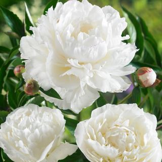 Божур/Paeonia WHITE Festiva Maxima