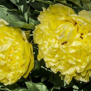 Божур/Paeonia YELLOW Laura Dessert