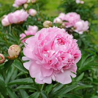 Божур/Paeonia PINK Taff