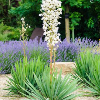 Yucca Filamentosa