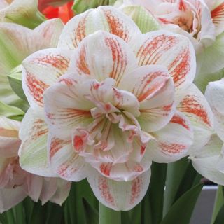 Amaryllis DOUBLE NYMPH