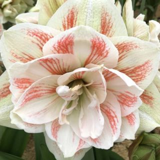 Amaryllis DOUBLE NYMPH