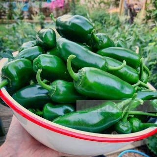 Jalapeno/Халапеньо-0.3гр./около 50бр/