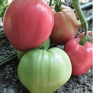 Домати "РОЗОВО СЪРЦЕ"-0.5гр-ОРИГИНАЛНА ОПАКОВКА