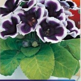 Gloxinia/каменно цвете/KAISER WILHELM