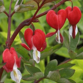 Dicentra SPECTABILIS RED VALENTINE-1бр